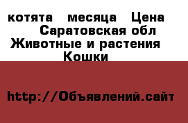 котята 2 месяца › Цена ­ 1 - Саратовская обл. Животные и растения » Кошки   